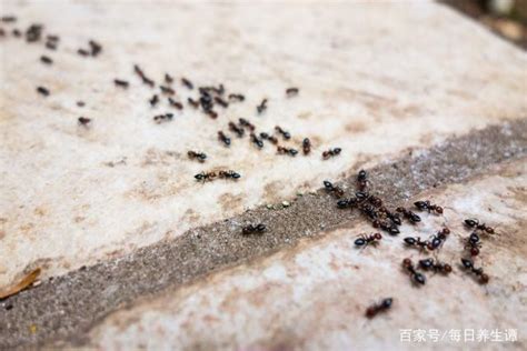 家裏很多螞蟻